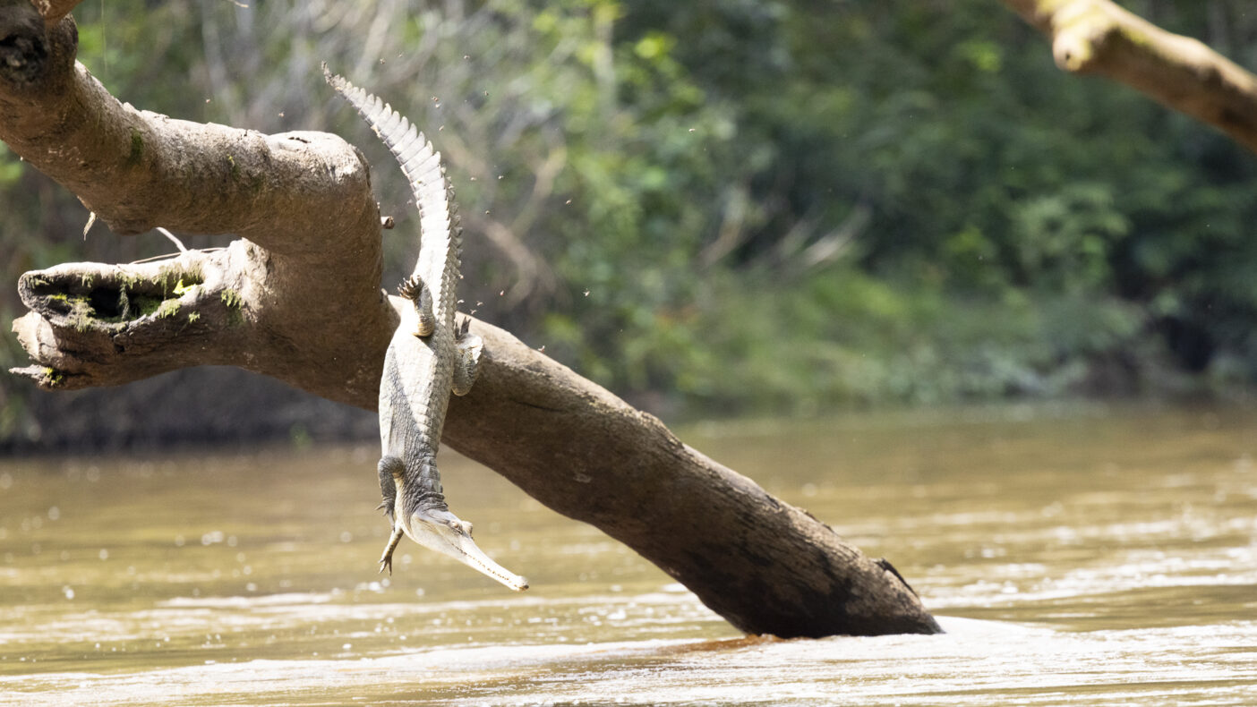 Klant ervaring Bart en Elza,Congo Brazzaville,krokokil